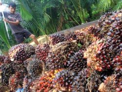 Petani Sawit Keluhkan Harga TBS Tak Sesuai Ketetapan Pemerintah