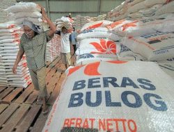Awal Panen Tahun ini Bulog Sulselbar Serap 10.000 Ton Beras Lokal