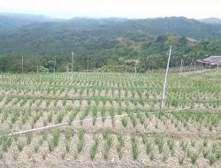 Baruga Dhua dan Desa Pamboborang Dijadikan Pengembangan Hortikultura Bawang Merah