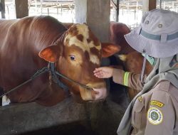 Kementan: Ternak Untuk Idul Adha Tahun ini Tetap Aman