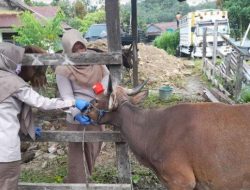 Dilarang Konsumsi Organ Dalam,Sapi di Mamuju Terjangkit Bakteri Brucella