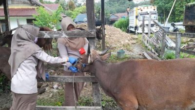 Dilarang Konsumsi Organ Dalam,Sapi di Mamuju Terjangkit Bakteri Brucella