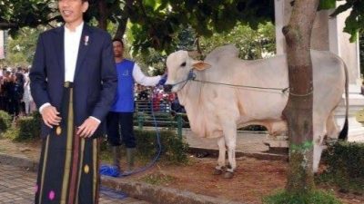 Sapi Kurban Jokowi di Mamuju Berbobot 1,27  Ton Seharga Rp 105 Juta