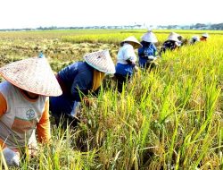 Produksi Beras di NTB Bisa Mencapai 1 Juta Ton per Tahun