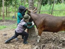 Pemeriksaan Ketat Sapi yang Melintas ke Kalimantan Timur
