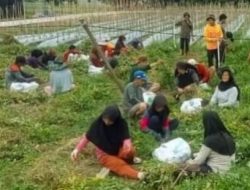 Panen Calon Benih Sumber Kacang Tanah Varietas Terbaru di Sulbar